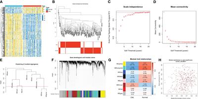 Identification and validation of hub genes and molecular classifications associated with chronic myeloid leukemia